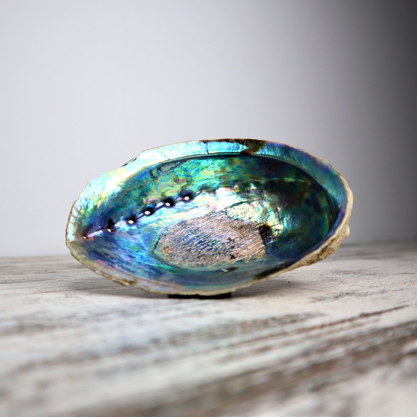 Abalone Shell (Unpolished)