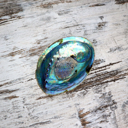 Abalone Shell (Unpolished)