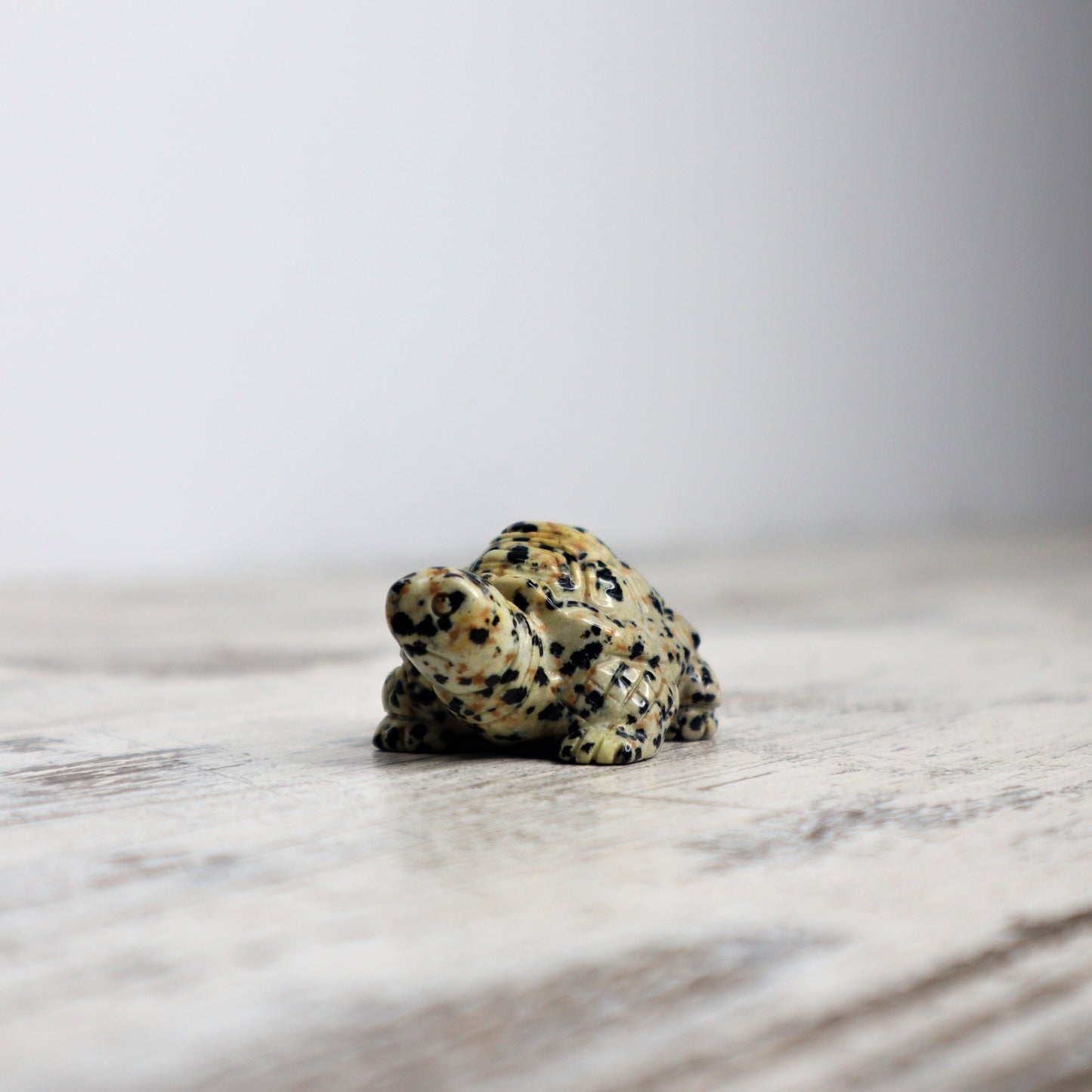 Dalmatian Jasper Tortoise