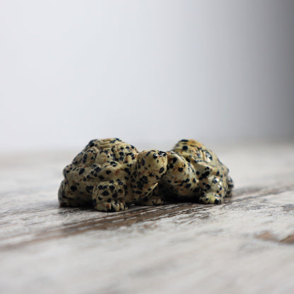 Dalmatian Jasper Tortoise